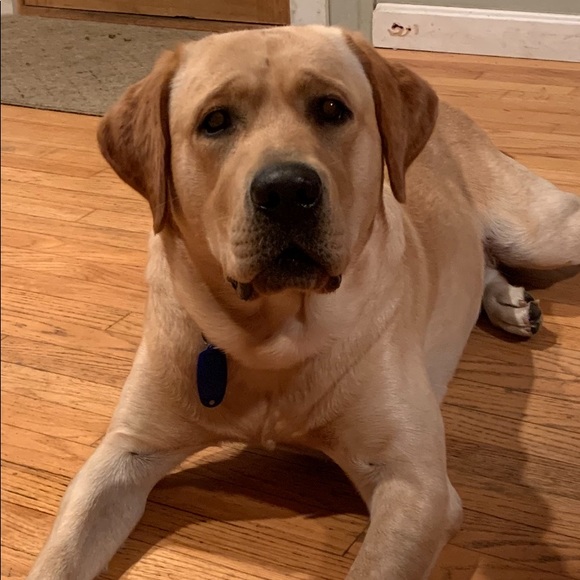 Meet your Posher, Ruby lab resale - Picture 6 of 10